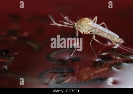 Freshly emerged from pupa newborn male Culex pipiens mosquito floating in water prior to start flying off, abundant larvae and pupae still left in water Stock Photo