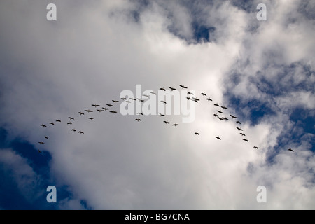 A flight of Canada geese fly south along the Pacific Flyway beneath a cold blue early winter sky Stock Photo