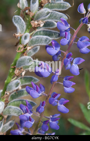 Blue lupine ( lupinus ) flowers and seed pods Stock Photo