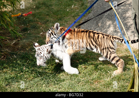 Two young Bengal Tiger Cubs play-fighting at Cougar Mountain Zoo Stock Photo