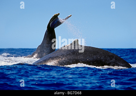 humpback whales, Megaptera novaeangliae, in competitive group, lobtailing or tail-slapping, Hawaii, USA, Pacific Ocean Stock Photo