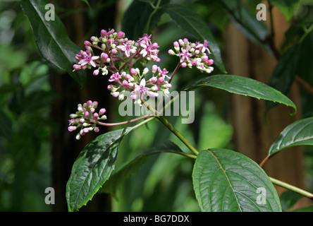 Blue Evergreen Hydrangea, Dichroa febrifuga, Hydrangeaceae, Western Himalayas. Important Herb in Traditional Chinese Medicine. Stock Photo