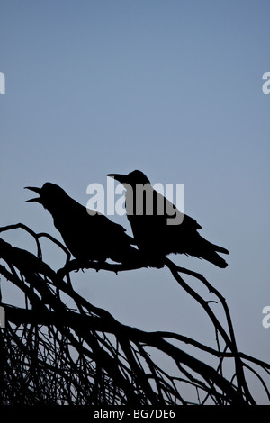 Two Rooks perched in a tree at dusk, England UK Stock Photo