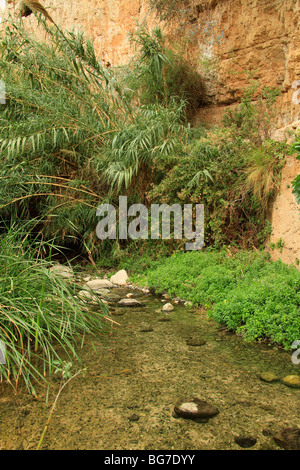 Judean desert, Ein Mabua (Ein Fawar) in Wadi Qelt Stock Photo