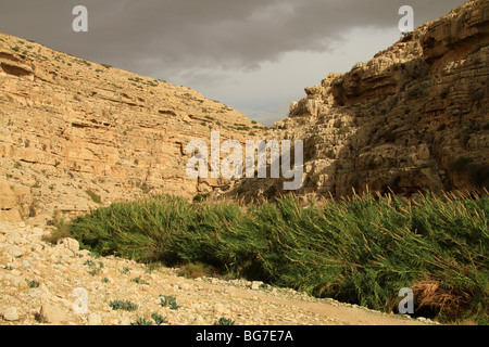 Judean desert, Ein Mabua (Ein Fawar) in Wadi Qelt Stock Photo