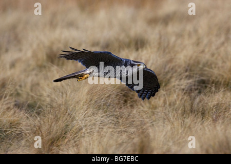 Goshawk In Flight Stock Photo