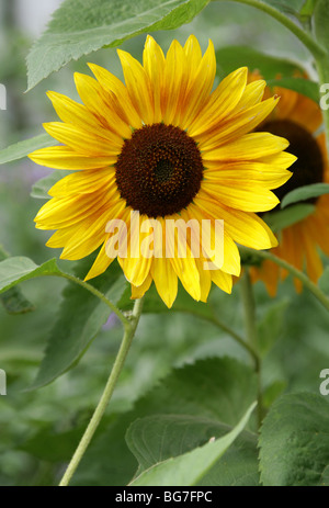 Sunflower, Helianthus annuus, Heliantheae, Helianthoideae, Asteraceae Stock Photo