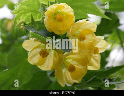 Abutilon, Flowering Maple, Chinese Bell Flower, Chinese Lantern, Abutilon 'Moonchimes', Malvaceae.  China, Asia. Stock Photo