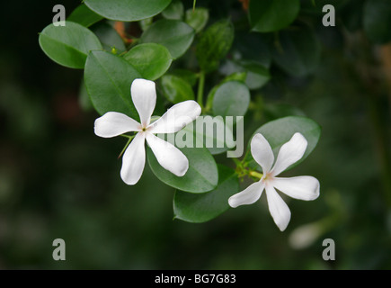 Flower of the Natal Plum or Large Num-Num, Carissa macrocarpa, Apocynaceae, South Africa. Stock Photo