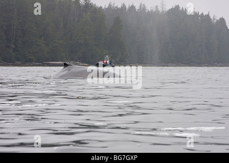 Whale watching boat approaches as humpback whale (Megaptera novaeangliae) surfaces off Vancouver Island, Canada Stock Photo