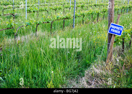 Vineyard, Bassano del Grappa, Veneto, northern Italy Stock Photo