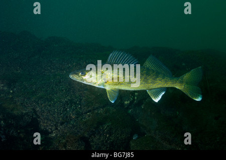 Walleye underwater in the St.Lawrence River Stock Photo