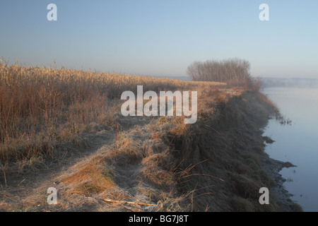 Frosted cornfield by the Connecticut River in Massachusetts. Stock Photo
