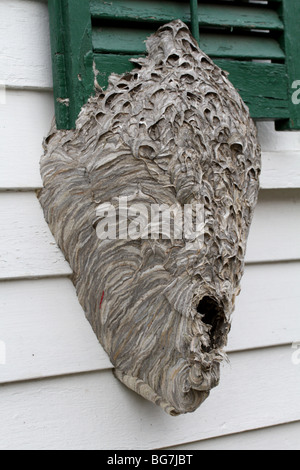 Bald-faced hornet nest (Dolichovespula maculata) built on the side of a house. Stock Photo