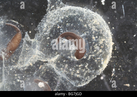 Wood frog (Rana sylvatica) embryo developing inside an egg. Stock Photo