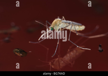 Freshly emerged from pupa newborn female Culex pipiens mosquito floating in water prior to start flying off, abundant larvae and pupae still left in water Stock Photo