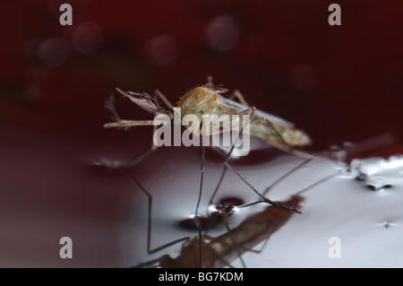 Freshly emerged from pupa newborn male Culex pipiens mosquito floating in water prior to start flying off, abundant larvae and pupae still left in water Stock Photo