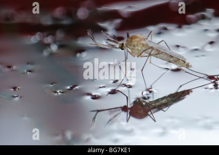 Freshly emerged from pupa newborn male Culex pipiens mosquito floating in water prior to start flying off, abundant larvae and pupae still left in water Stock Photo