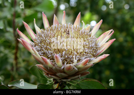 King Protea aka Giant Protea, Honeypot or King Sugar Bush, Protea cynaroides, Proteaceae, Cape Province, South Africa Stock Photo