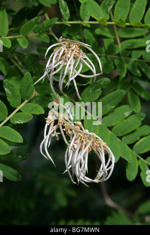 Seed Pods of Sophora velutina zimbabweensis, Fabaceae, Zimbabwe, East Africa. Sophora sp. are sometimes called necklacepod. Stock Photo
