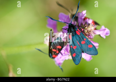 Butterfly on flower, Pyrenees, Spain Stock Photo