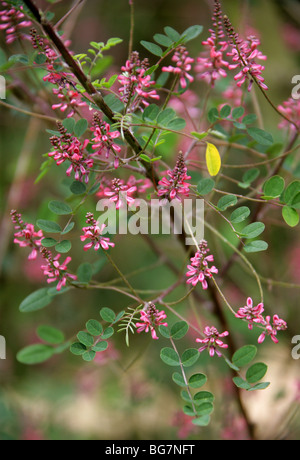Pink-Flower Indigo, Indigofera aff. amblyantha, Fabaceae, China, Asia Stock Photo