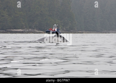 Whale watching boat approaches as humpback whale (Megaptera novaeangliae) surfaces off Vancouver Island, Canada Stock Photo