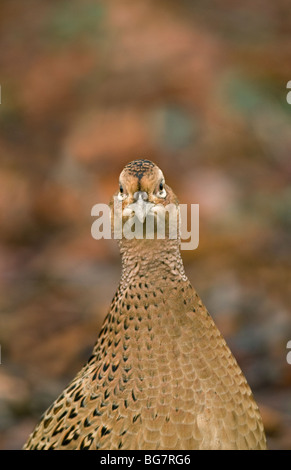 Common Pheasant female close up portrait Stock Photo