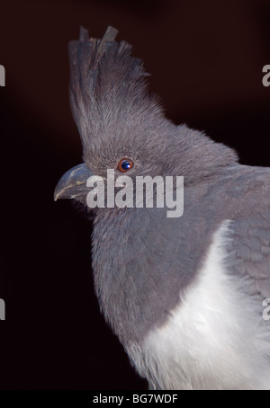 White Bellied Go Away Bird (corythaixoides leucogaster) Stock Photo