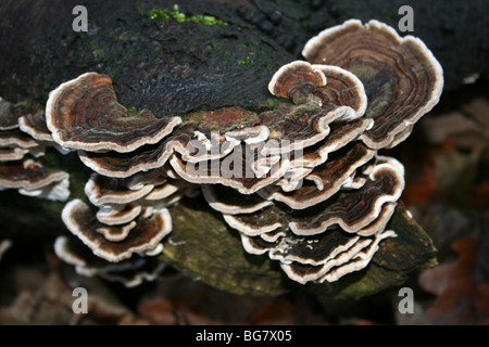 Turkey Tail Trametes versicolor Taken At Eastham Country Park, Wirral, Merseyside, UK Stock Photo