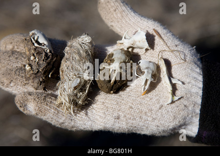 Owl scat found in California's Carrizo Plain National Monument. Stock Photo