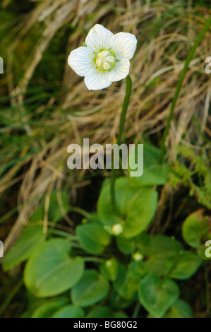 Mountain wildflower, Pyrenees, Spain Stock Photo