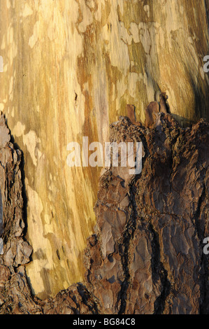 Scots Pine tree bark Stock Photo