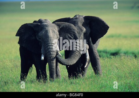 African Elephants, (Loxodonta africana), Bulls greeting Masai Mara Reserve, Kenya Stock Photo