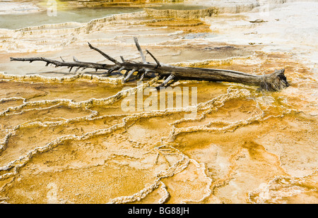 A dead tree lying on the travertine terraces of Mammoth Hot Springs, Yellowstone National Park, Wyoming, USA. Stock Photo