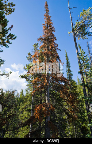 Reddened conifer tree showing signs of Mountain Pine Beetle infestation. Yellowstone National Park, Wyoming, USA. Stock Photo