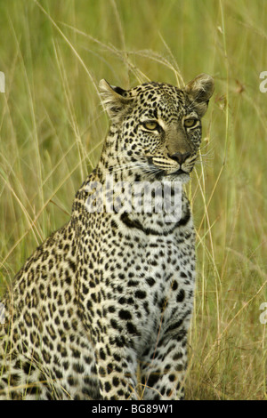 African leopard in long grass, Masai Mara, Kenya Stock Photo