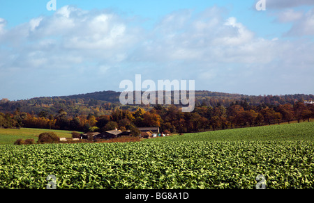 Chiltern farm field with drops and distant farm Oxfordshire England UK Stock Photo