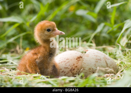 Eurasian or Common Crane (Grus grus). Nest with a just hatched chick and second egg. Stock Photo