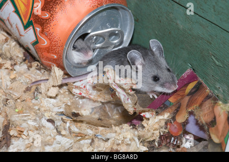 White-footed Deer Mice (Peromyscus maniculatus). Juveniles within a disused leaflet dispenser, using garbage as a nest. National Park. Pennsylvania. USA. Stock Photo