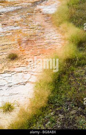 Travertine terraces and grass on a hillside at Mammoth Hot Springs, Yellowstone National Park, Wyoming, USA. Stock Photo