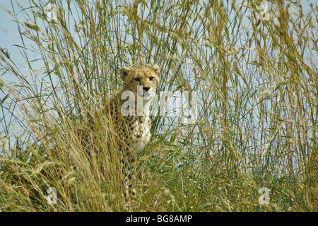 Cheetah cub in long grass, Masai Mara, Kenya Stock Photo