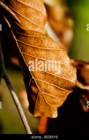 autumn leaf Stock Photo