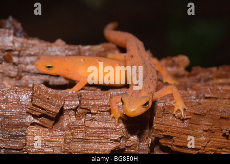 Red Eft (Notophthalmus vividescens vividescens). Land form of Red-spotted Newt. Moist forested mountains. Eastern USA Stock Photo