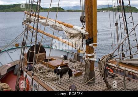 Dog standing guard on deck of small yacht in harbour at Oban on the West Coast of Scotland, UK. Stock Photo