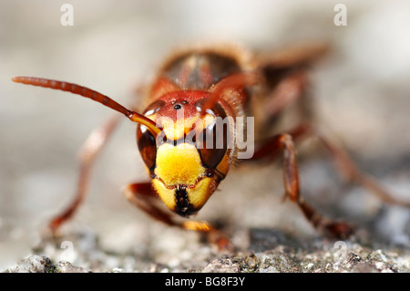 giant hornet Stock Photo