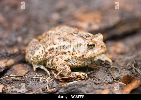 American Toad (Bufo americana). Epidermal, skin, camouflaged amongst earth colours. Resting on woodland floor leaf litter. Stock Photo