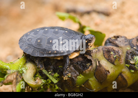 North American Spotted Turtle (Clemmys guttata). Stock Photo