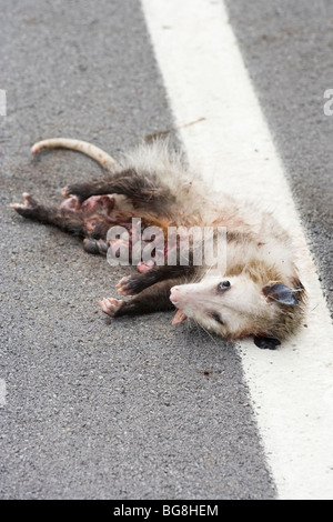 Virginian or North American Opossum (Didelphis virginiana). Road kill victim. Pennsylvania, USA. Stock Photo