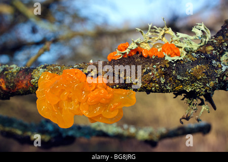 Orange Jelly fungus on a mossy branch Oxfordshire England UK Stock Photo